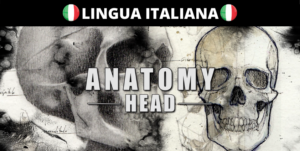 Anatomia artistica: la Testa (Video + eBook)